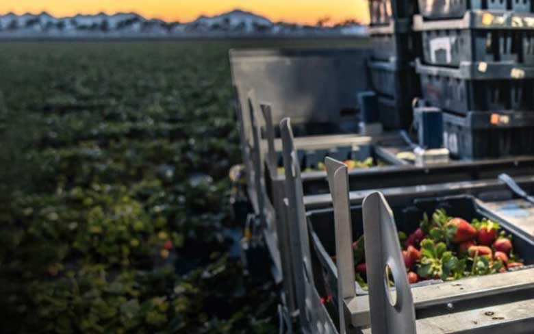 Image of Advanced Farm autonomous fruit tray stacking technology in action in a strawberry field.